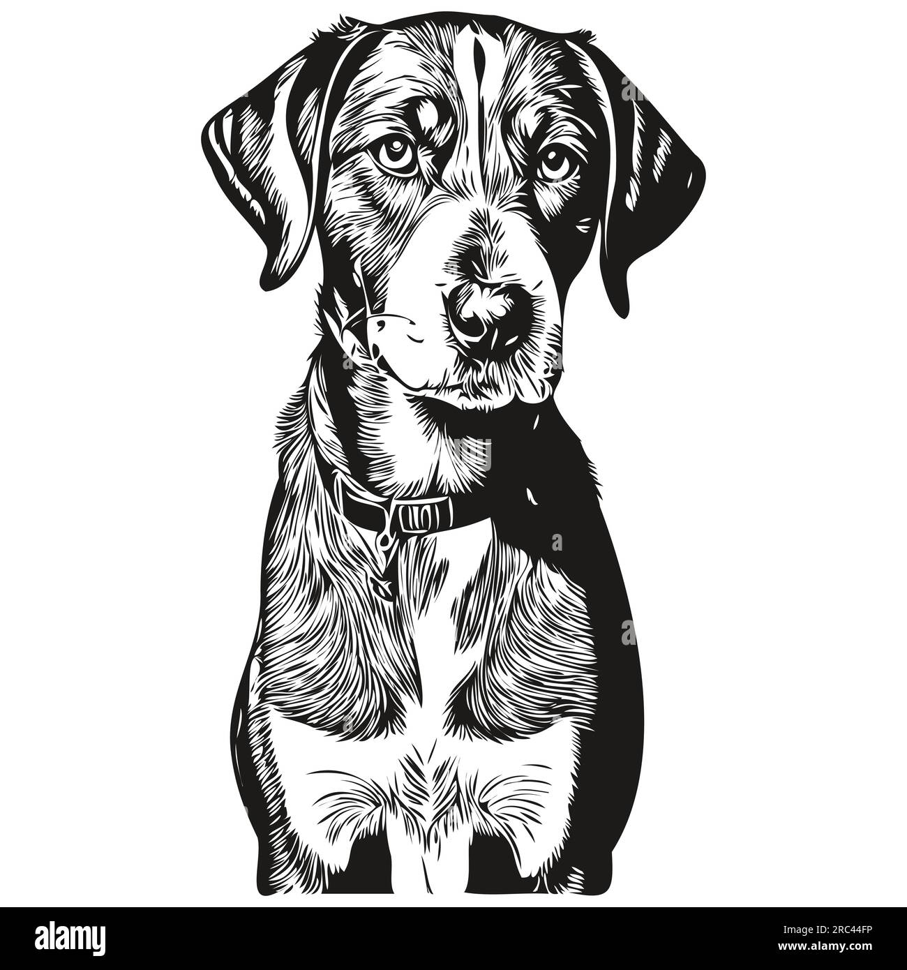 Bluetick Coonhound chien de race dessin au trait, clip art animal dessin à la main vecteur noir et blanc Illustration de Vecteur