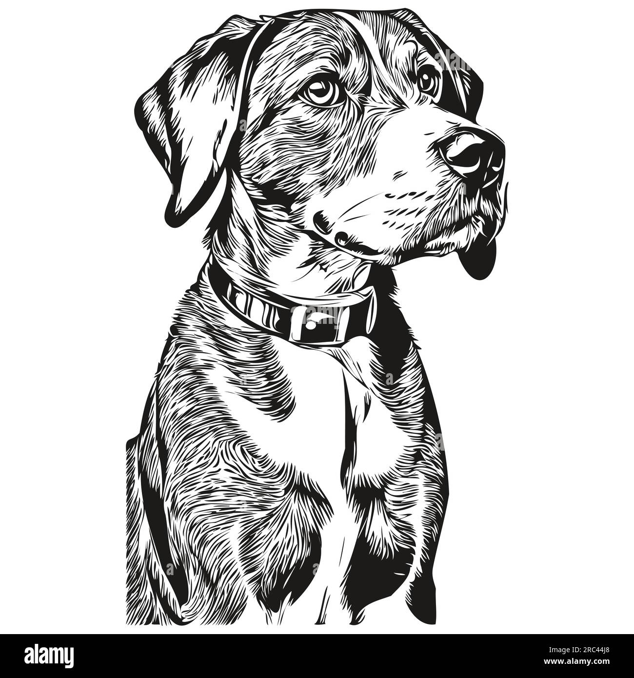 Bluetick Coonhound chien de race dessin au trait, clip art animal dessin à la main vecteur dessin noir et blanc Illustration de Vecteur