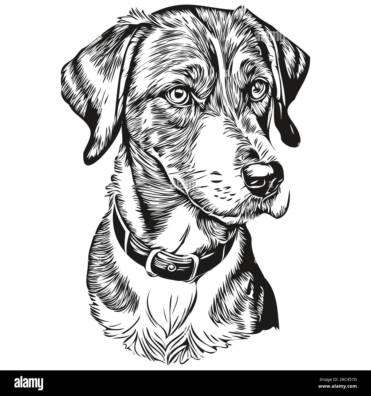 Bluetick Coonhound chien silhouette d'animal de compagnie, illustration de ligne d'animal dessiné à la main dessin vectoriel noir et blanc Illustration de Vecteur