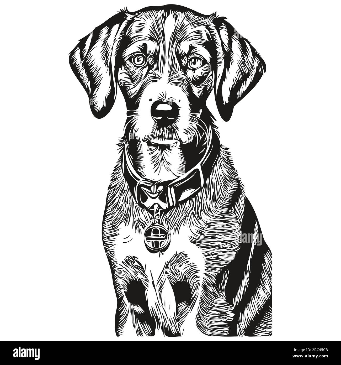 Bluetick Coonhound chien dessin au trait, clip art animal dessin à la main vecteur noir et blanc animal de compagnie réaliste de race Illustration de Vecteur