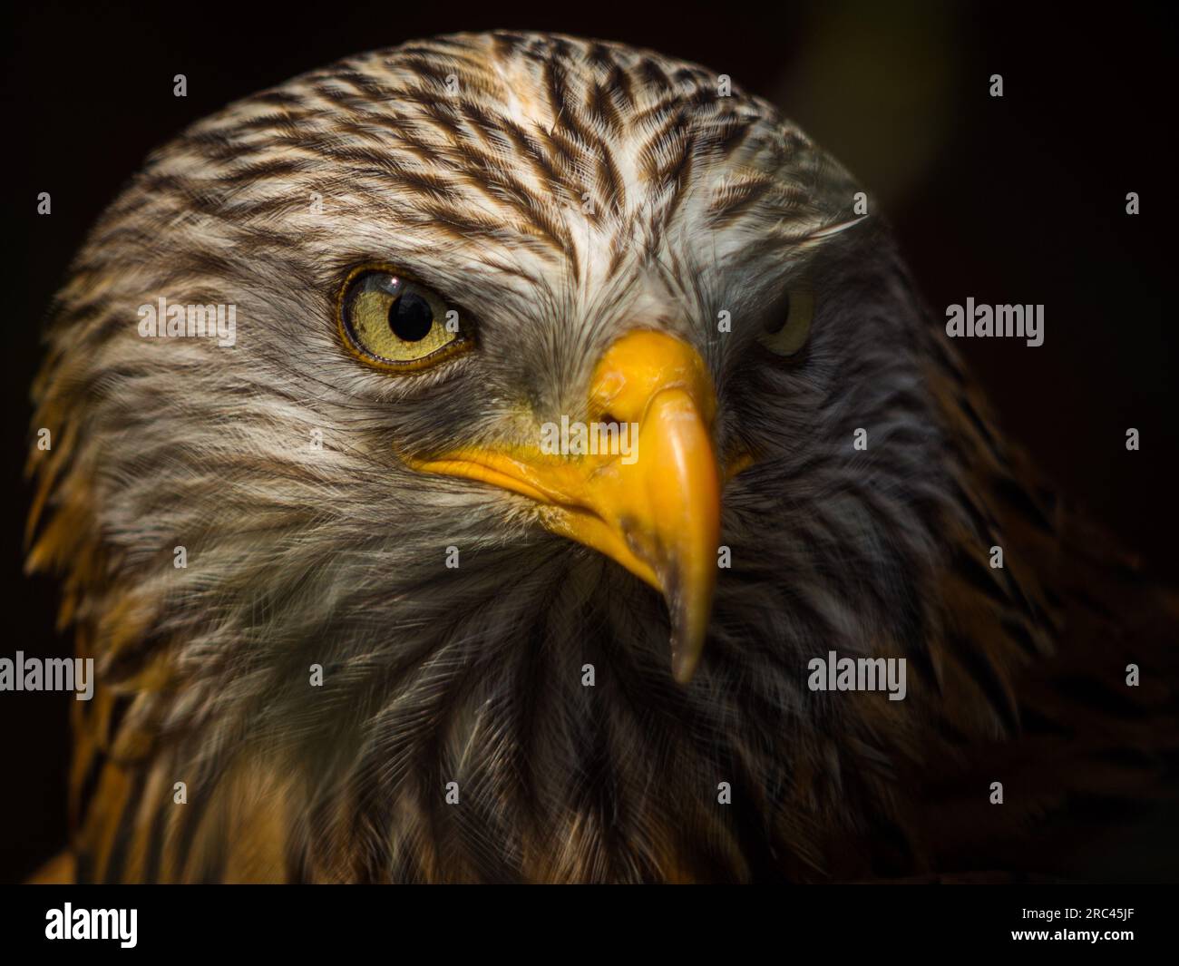 Gros plan d'un cerf-volant rouge (Milvus milvus) qui est un grand oiseau de proie de la famille des Accipitridae. Banque D'Images