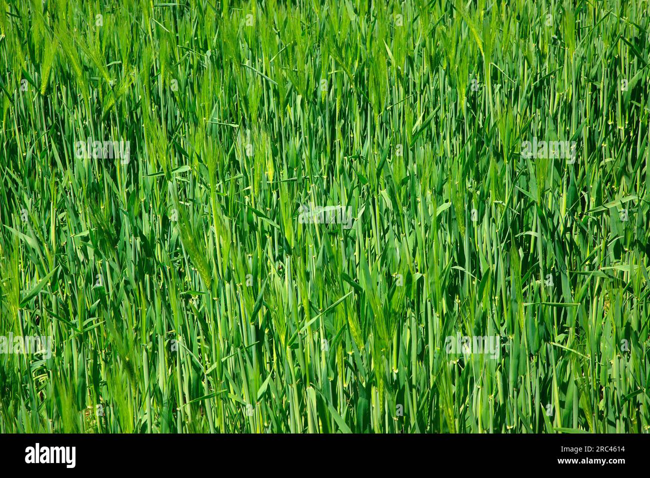 L'Angleterre, West Sussex, Crossbush, champ de blé vert jeunes, Triticum aestivum. Banque D'Images