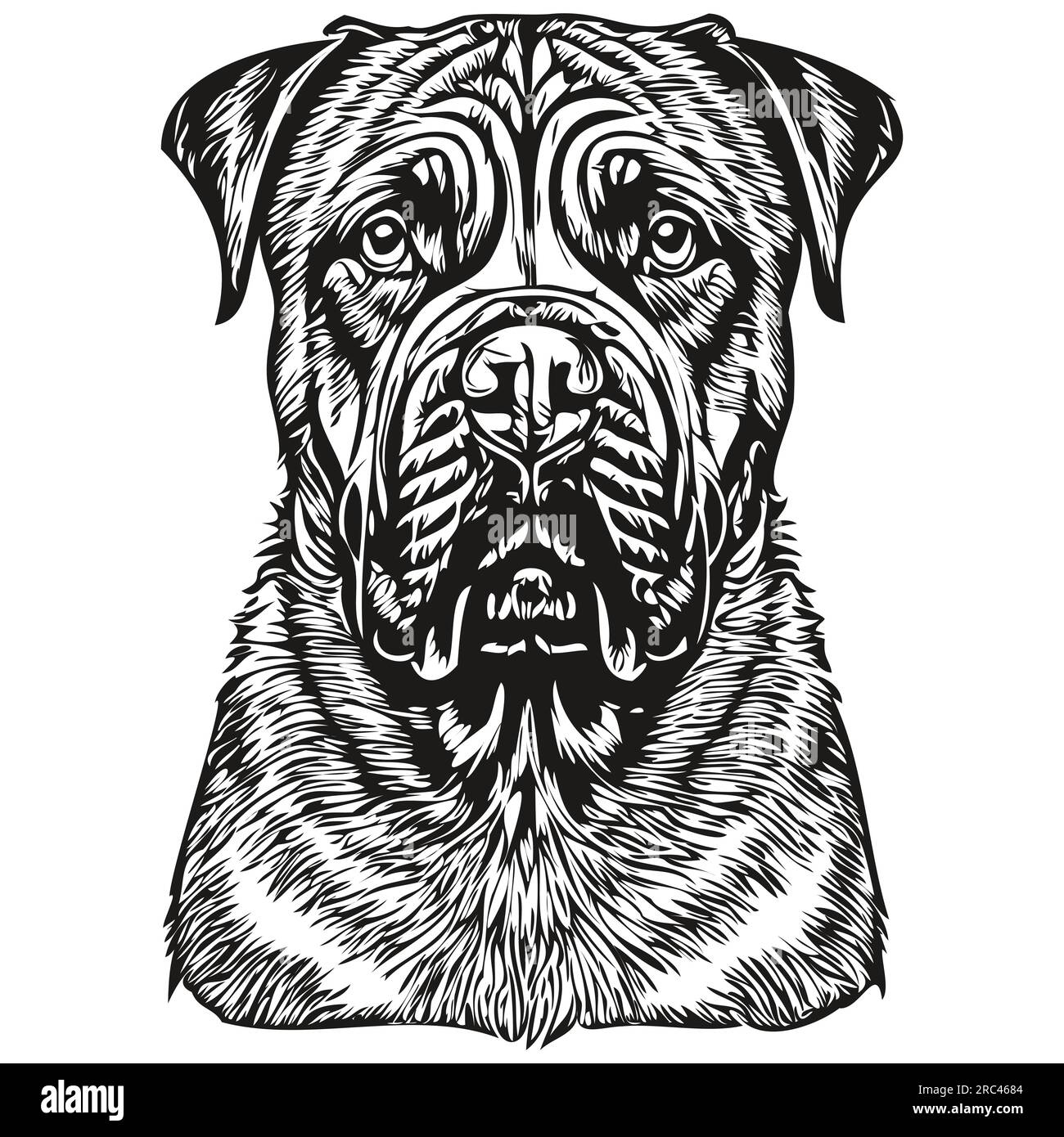 Bullmastiff chien gravé portrait vectoriel, dessin vintage dessin animé visage en noir et blanc Illustration de Vecteur