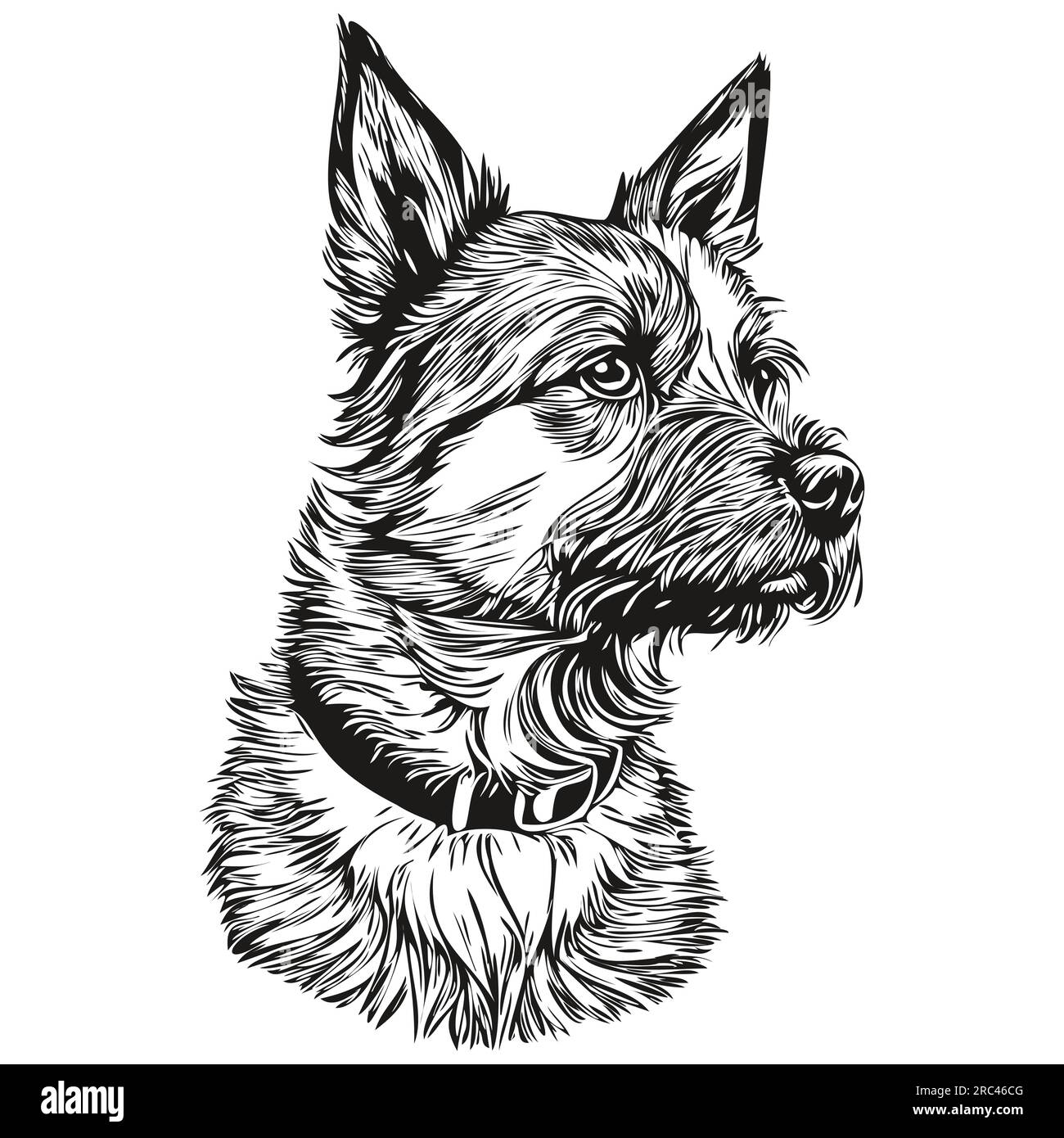 Border Terrier chien de race dessin au trait, clip art animal dessin à la main vecteur noir et blanc Illustration de Vecteur