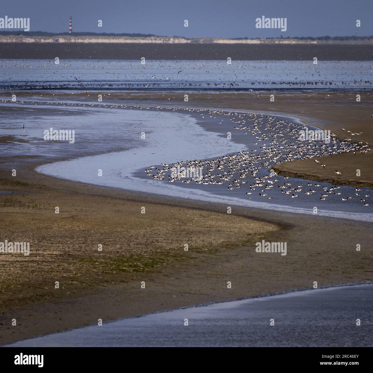 SINT JACOBIPAROCHIE - Une zone de marais salant pour les oiseaux dans la région de Wadden. Les oiseaux WAD peuvent manger, se reproduire et se reposer ici. ANP KOEN VAN WEEL netherlands Out - belgique Out Banque D'Images