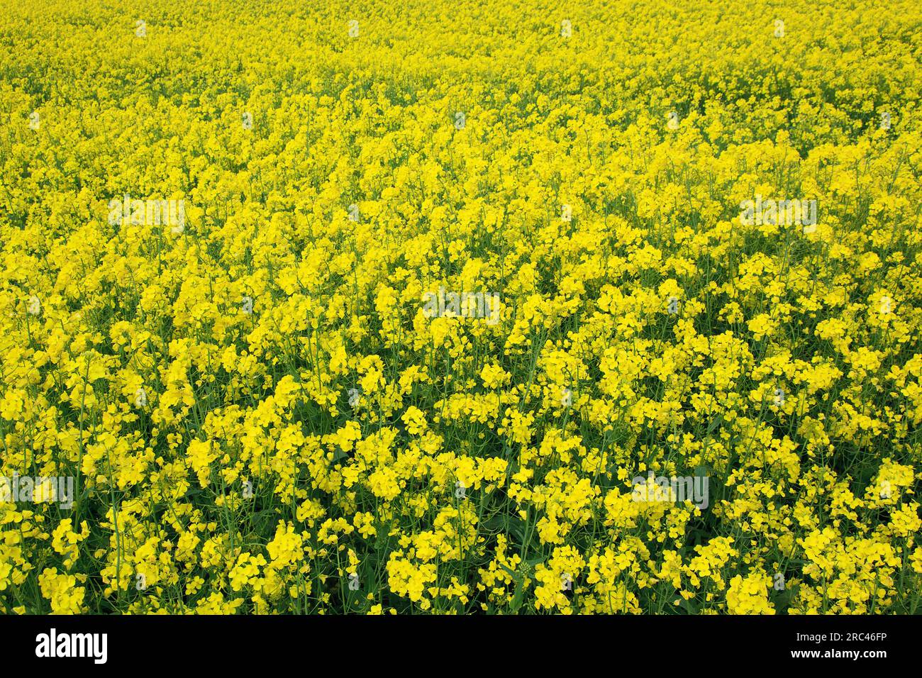 L'Angleterre, West Sussex, Arundel, champ de couleur jaune vif le viol, Brassica napus. Banque D'Images