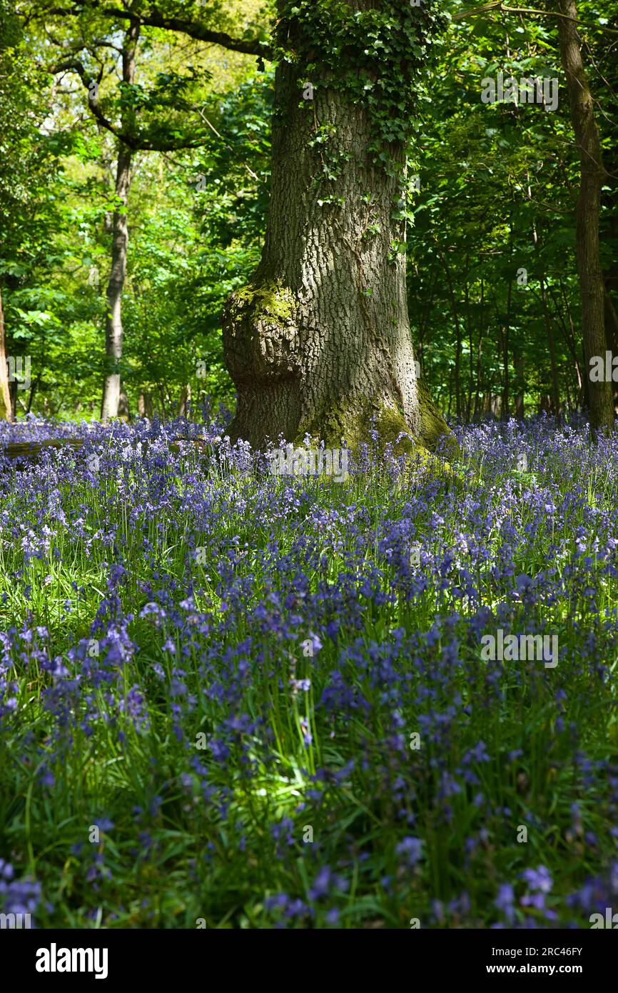 Bluebells, Hyacinthoides non-scripta, dans la zone boisée près de Crossbush, West Sussex, Angleterre. Banque D'Images