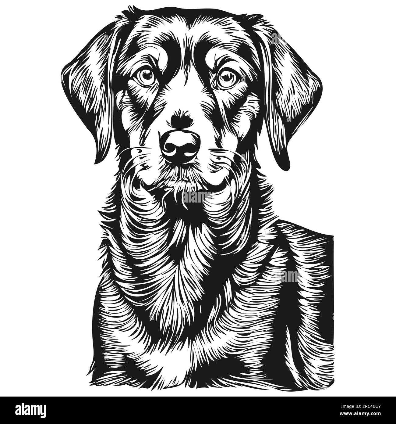 Noir et Tan Coonhound chien dessin au crayon réaliste en vecteur, illustration au trait de visage de chien noir et blanc animal de compagnie réaliste de race Illustration de Vecteur