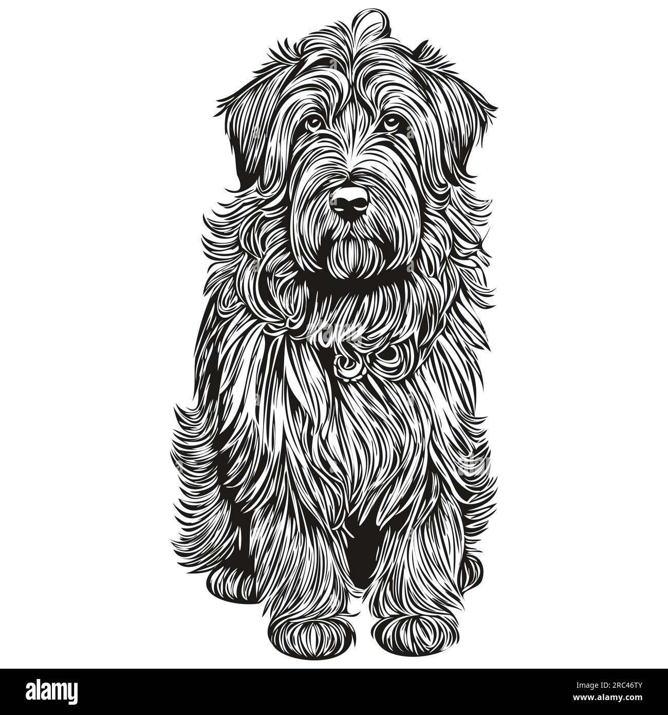 Illustration d'esquisse d'animal de compagnie de chien Briard, dessin d'esquisse vectoriel de gravure noir et blanc Illustration de Vecteur