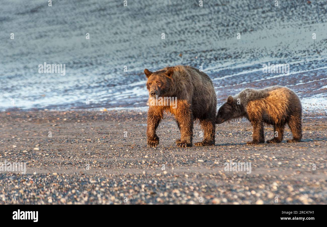 Alaska ours bruns ou grizzlis dans le parc national de Lake Clark, Alaska. Banque D'Images
