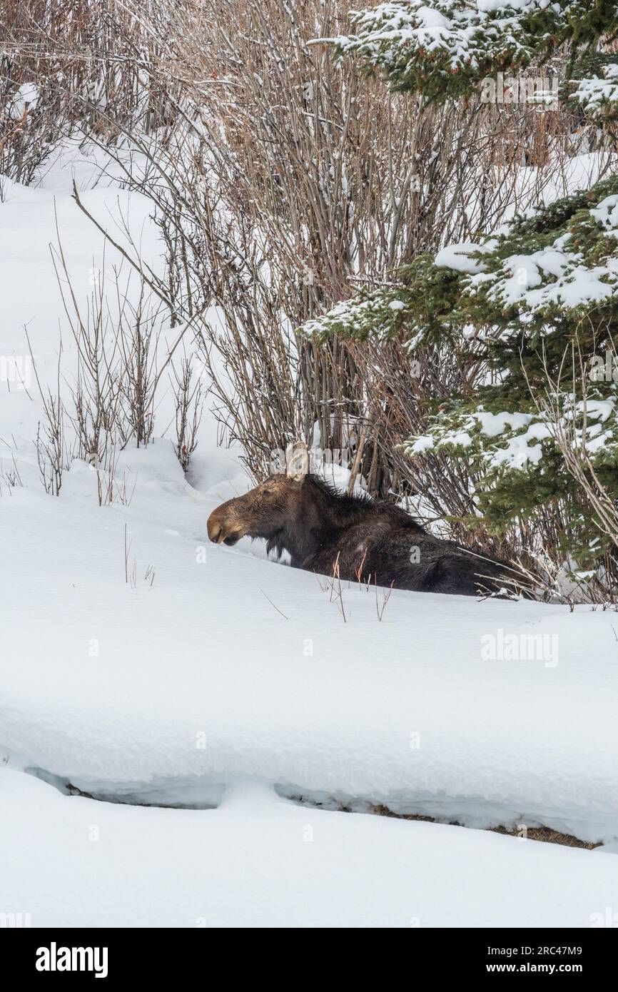 Orignal dans le parc national de Grand Tetons dans le Wyoming en hiver. Banque D'Images