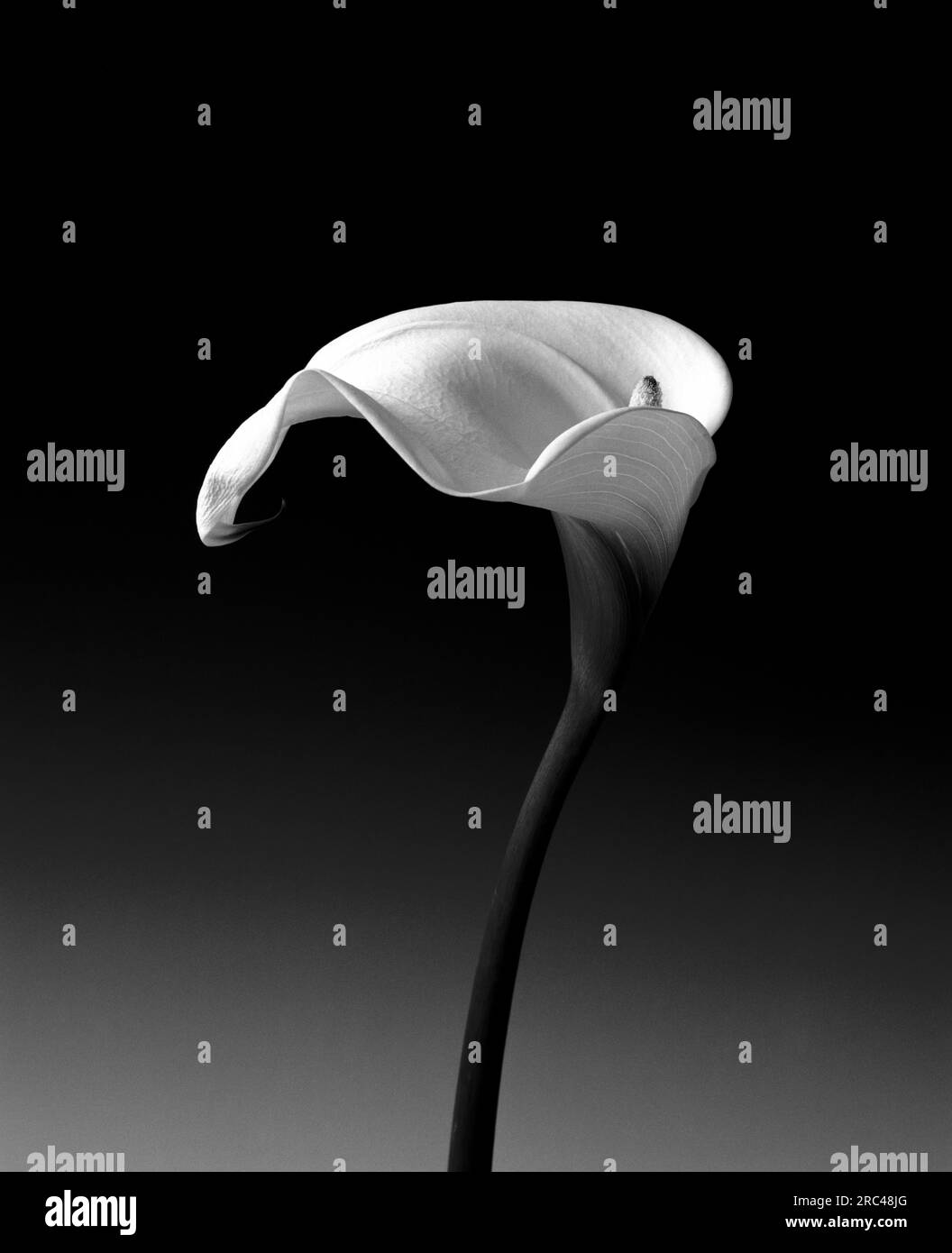 Arum Lily, Zantedeschia, noir et blanc monochrome photo studio d'une ...