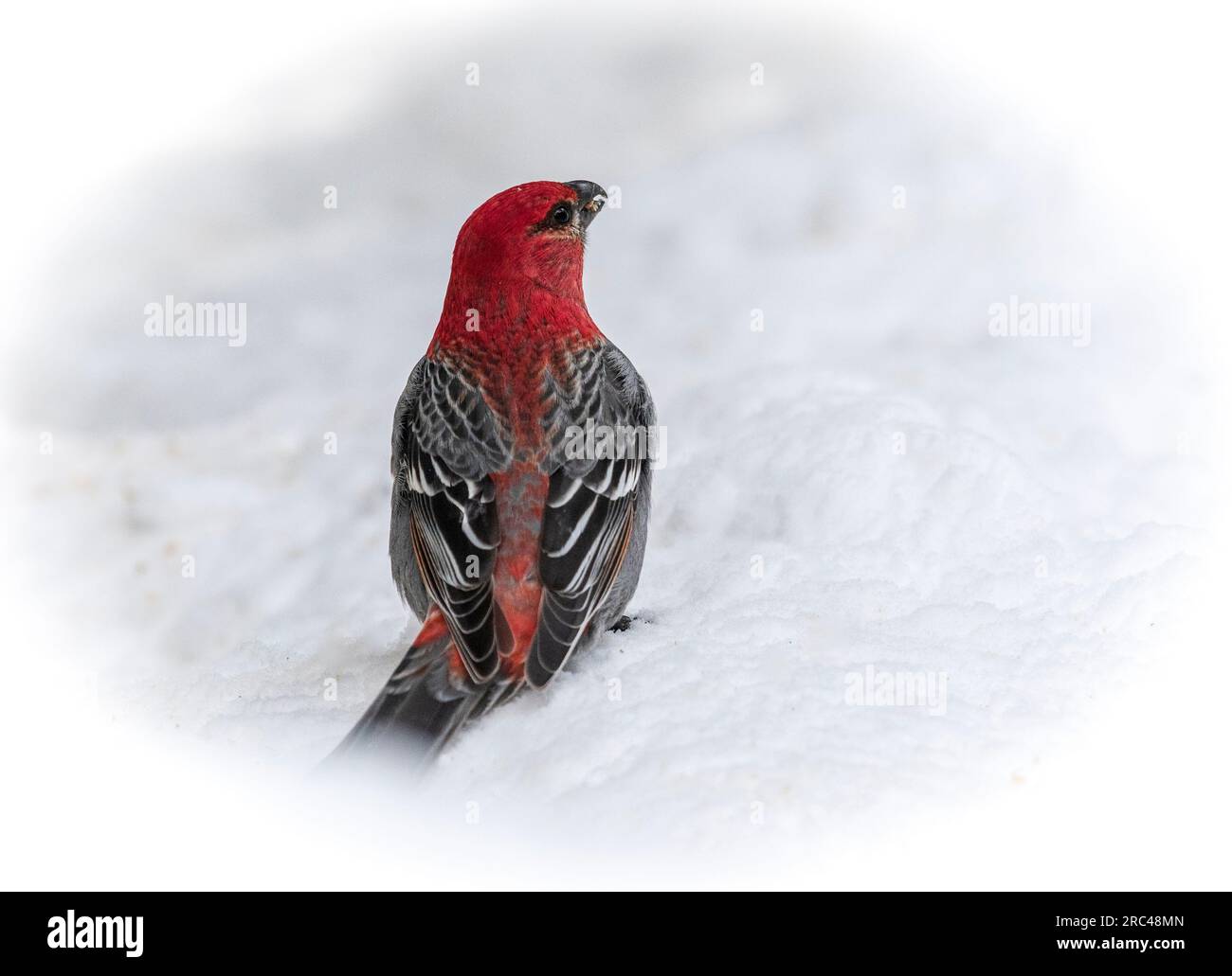 Pine Grosbeak dans la neige dans le parc national de Yellowstone en hiver. Banque D'Images