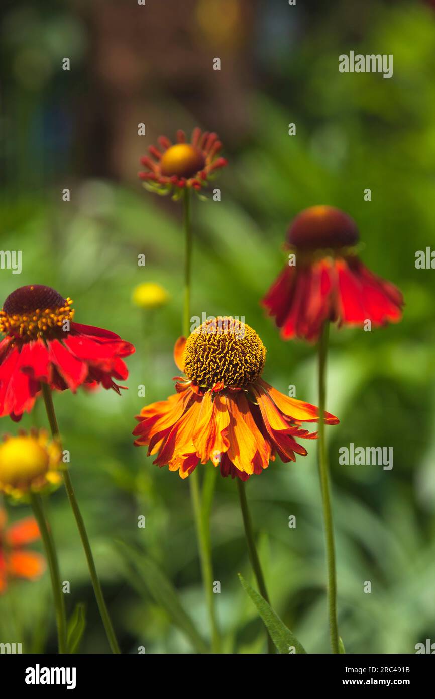 Plantes, fleurs, Sneezeweed, Close up de couleur orange Helenium Moerheim Beauty Flowerhead. Plantes, fleurs, Sneezweed. Banque D'Images