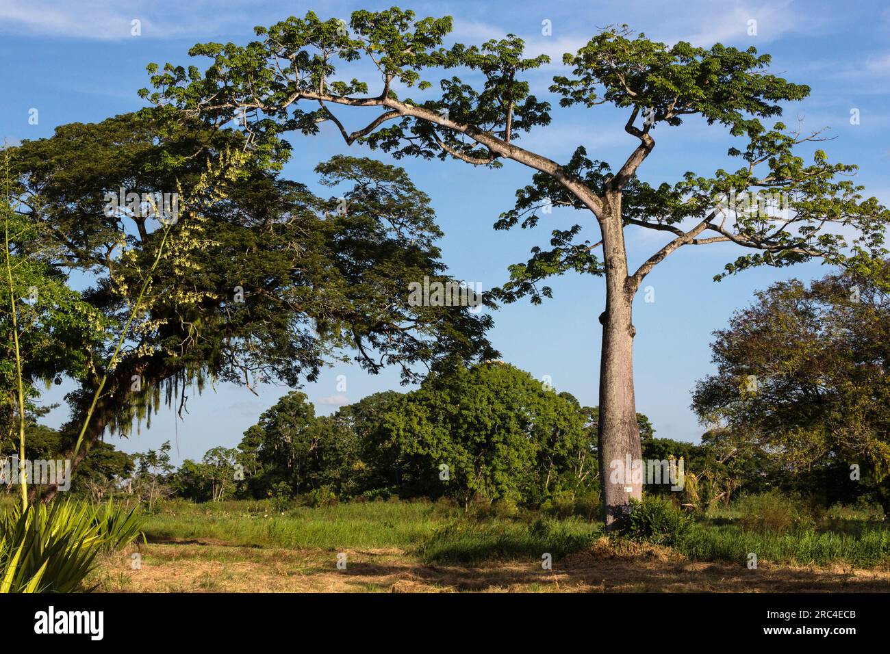 Guyane, région de Demerara-Mahaica, Georgetown, coton de soie ou Kapok, Ceiba pentandra, dans les jardins botaniques. Une grande plante d'agave fleurit à Banque D'Images