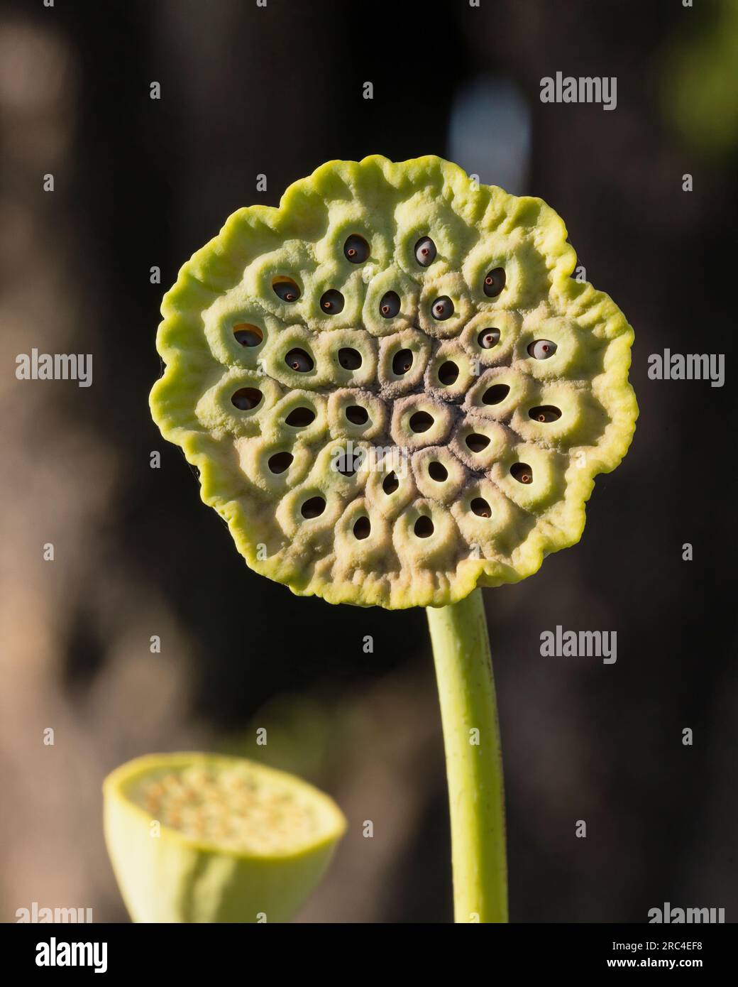 Guyana, région de Demerara-Mahaica, Georgetown, gousse de Lotus, Nelumbo nucifera, Dans les jardins botaniques. La fleur de lotus vient d'Inde Banque D'Images