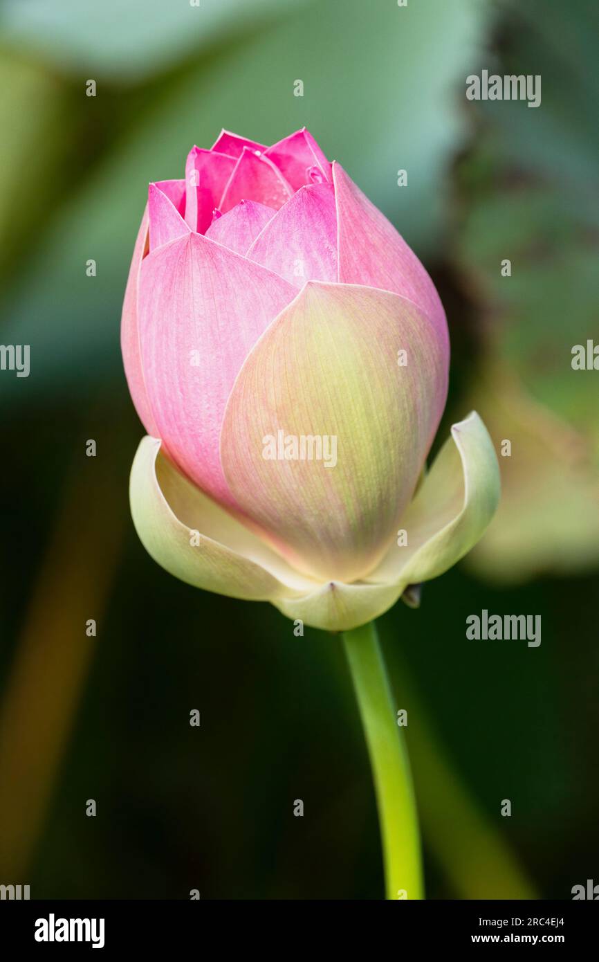 Guyane, région de Demerara-Mahaica, Georgetown, bourgeon floral de Lotus, Nelumbo nucifera, Dans les jardins botaniques. La fleur de lotus vient d'Indi Banque D'Images