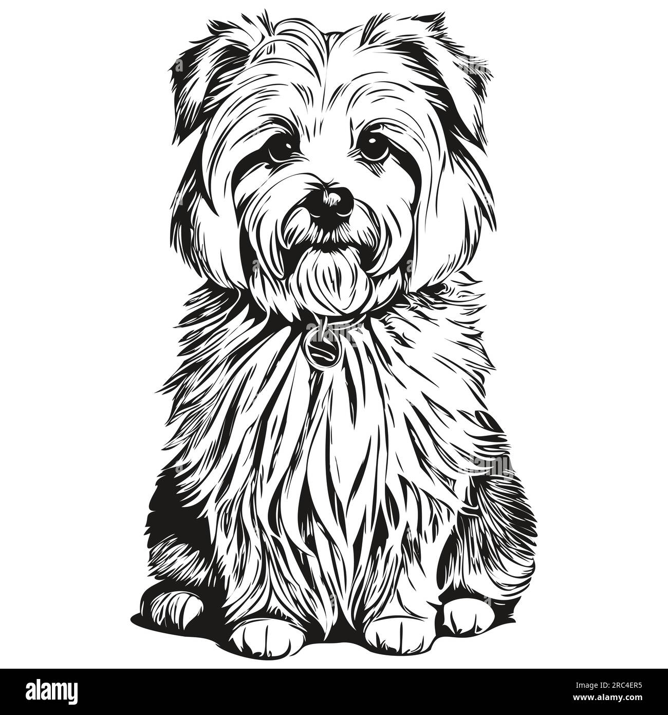 Coton de Tulear chien isolé dessin sur fond blanc, tête de ligne d'animal de compagnie illustration prêt t-shirt imprimé Illustration de Vecteur