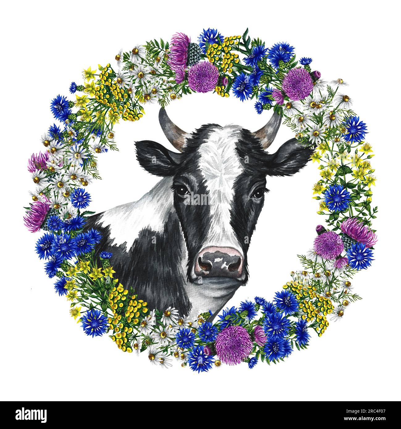 La tête d'une couronne de vache noire et blanche de fleurs sauvages. Illustration à l'aquarelle dessinée à la main. Isoler. Pour la conception de produits laitiers et agricoles. Pour Banque D'Images