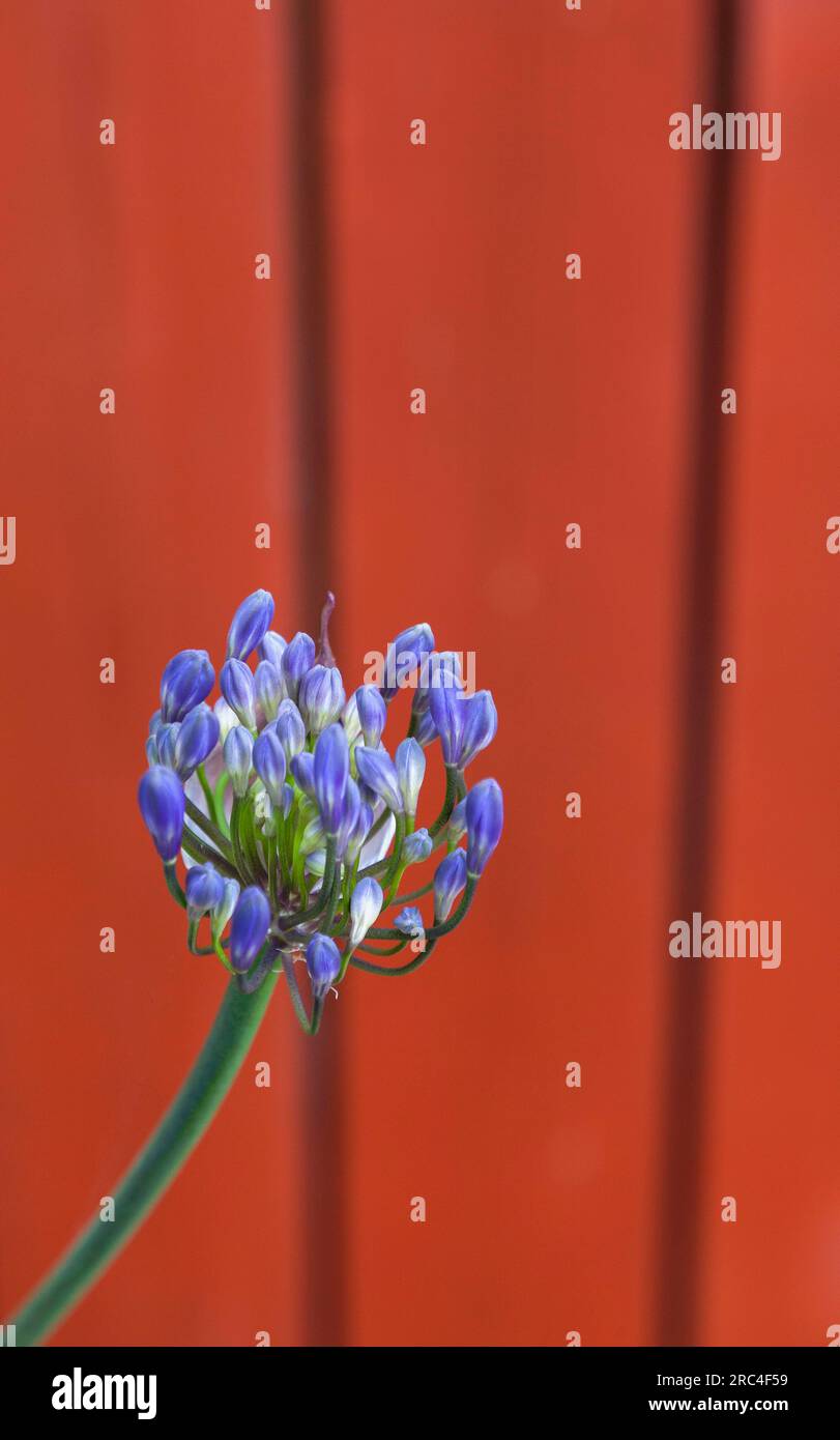 Flore, fleurs, Agapanthus de couleur bleue en plein air dans le jardin. Banque D'Images