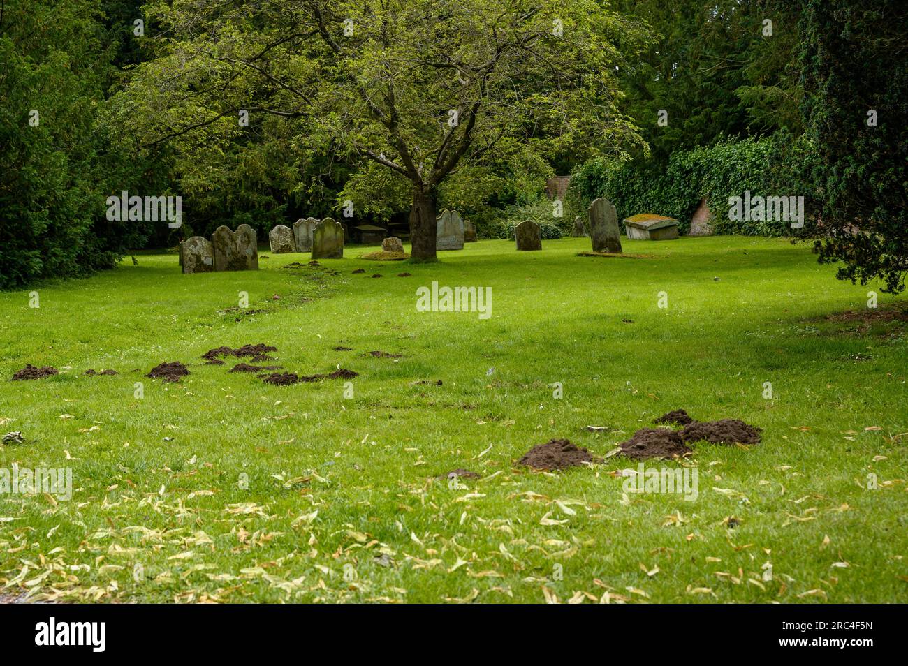 Un certain nombre de molehills dans un ancien cimetière à côté d'une église dans un village anglais. Banque D'Images