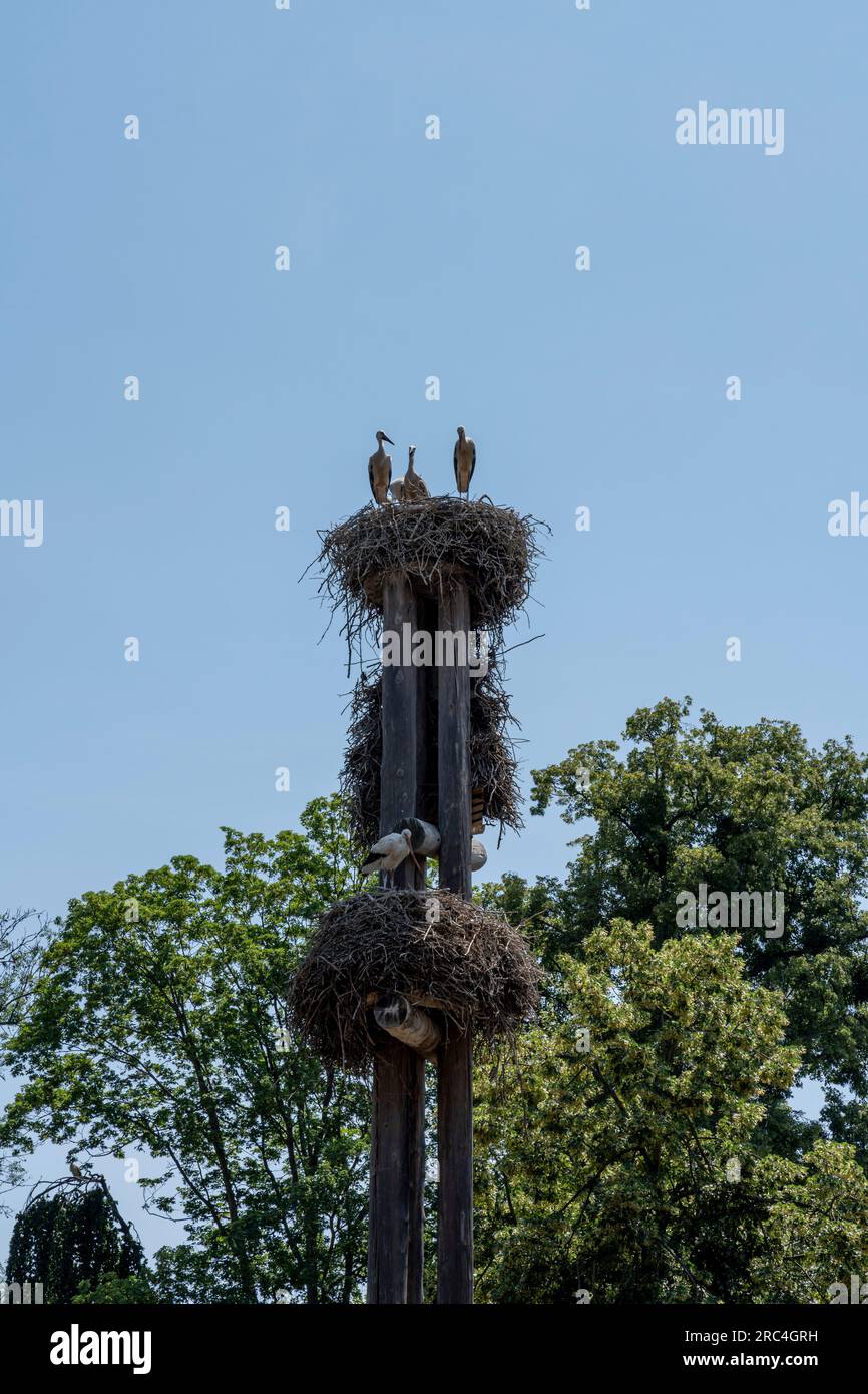 Parc de l'Orangerie : vue sur les cigognes perchées sur leur nid dans le zoo de l'Orangerie Banque D'Images