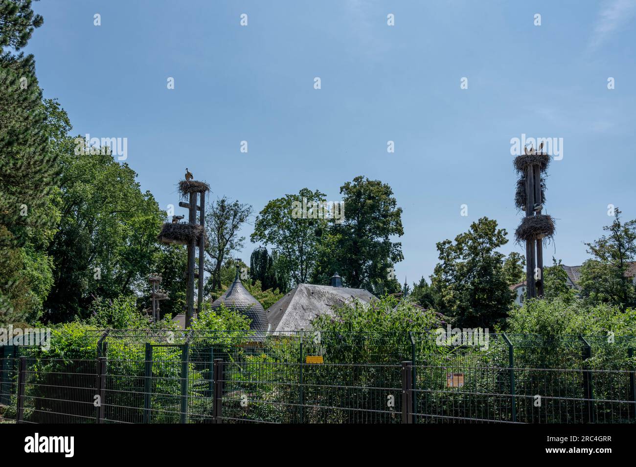 Parc de l'Orangerie : vue sur les cigognes perchées sur leur nid dans le zoo de l'Orangerie Banque D'Images