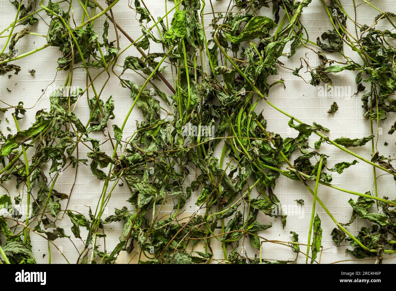 Préparation des feuilles de menthe sèches sur tissu, séchage des feuilles de menthe, menthe séchée Banque D'Images