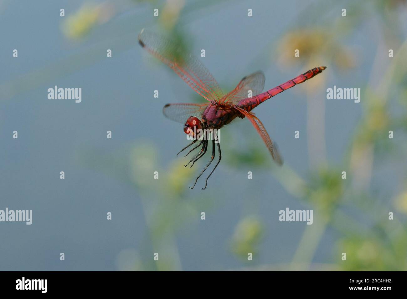 Male Violet Dropwing (Trithemis annulata) volant Banque D'Images
