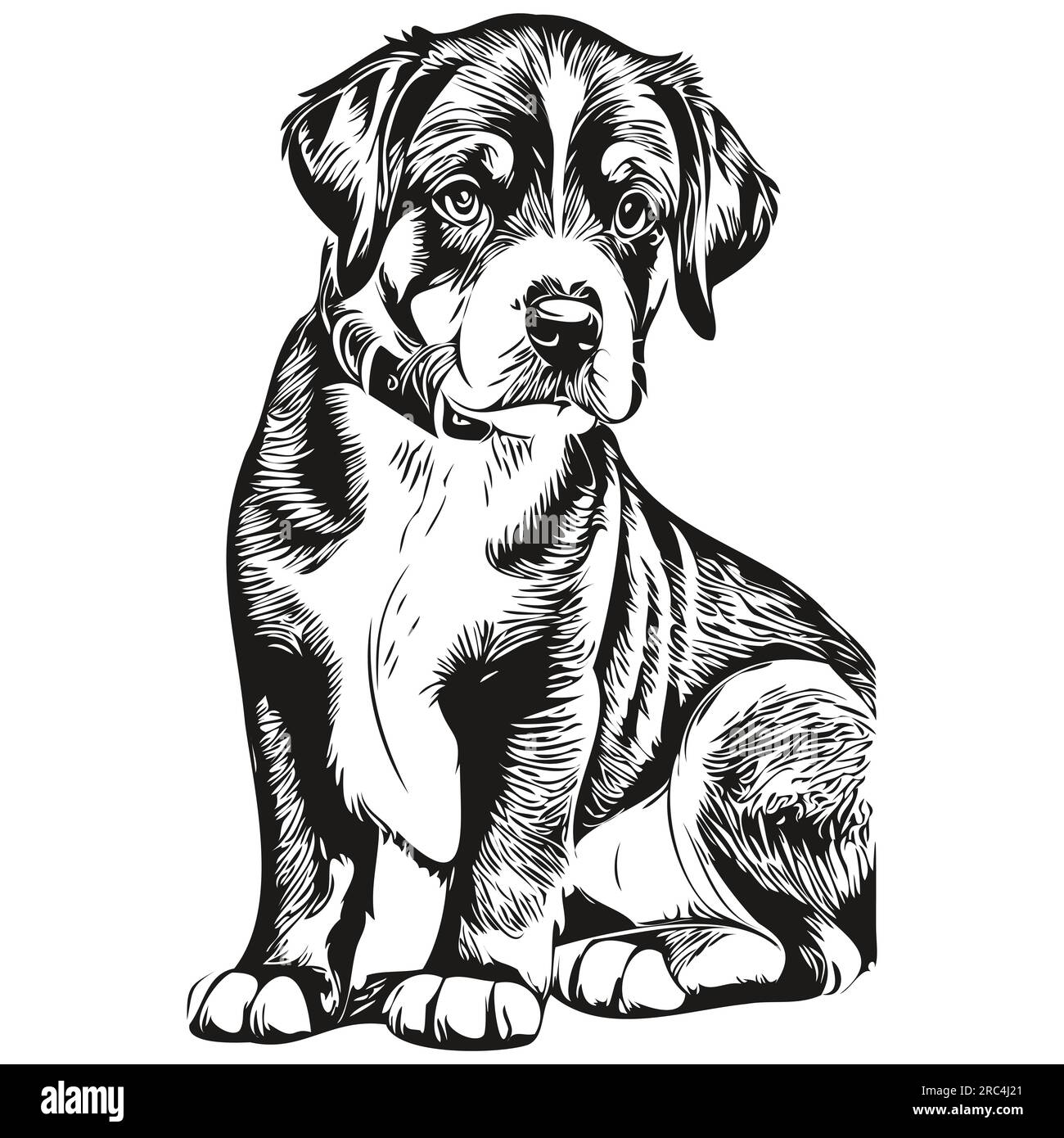 Dessin d'esquisse à l'encre de chien de montagne Entlebucher, tatouage vintage ou t-shirt imprimé vecteur noir et blanc Illustration de Vecteur