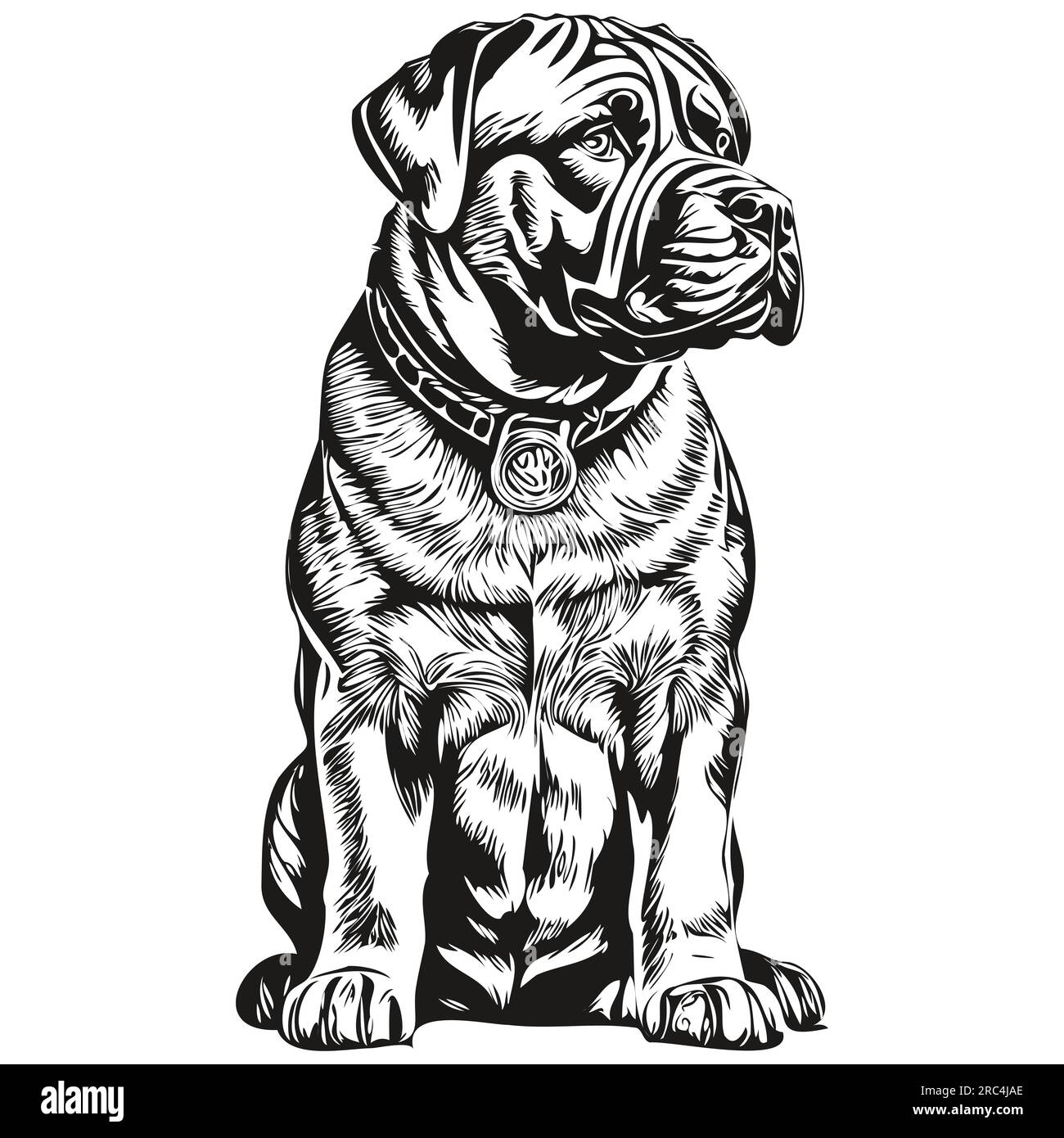 Dessin au trait de race de chien de Mastiff napolitain, clip art animal dessin à la main vecteur noir et blanc animal de compagnie réaliste de race Illustration de Vecteur