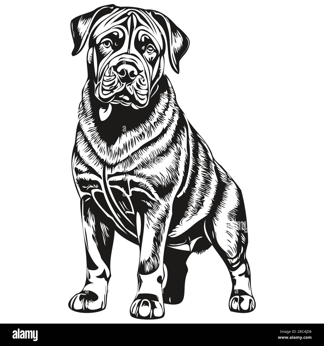 Dessin d'esquisse à l'encre de chien Mastiff napolitain, tatouage vintage ou vecteur t-shirt imprimé noir et blanc Illustration de Vecteur