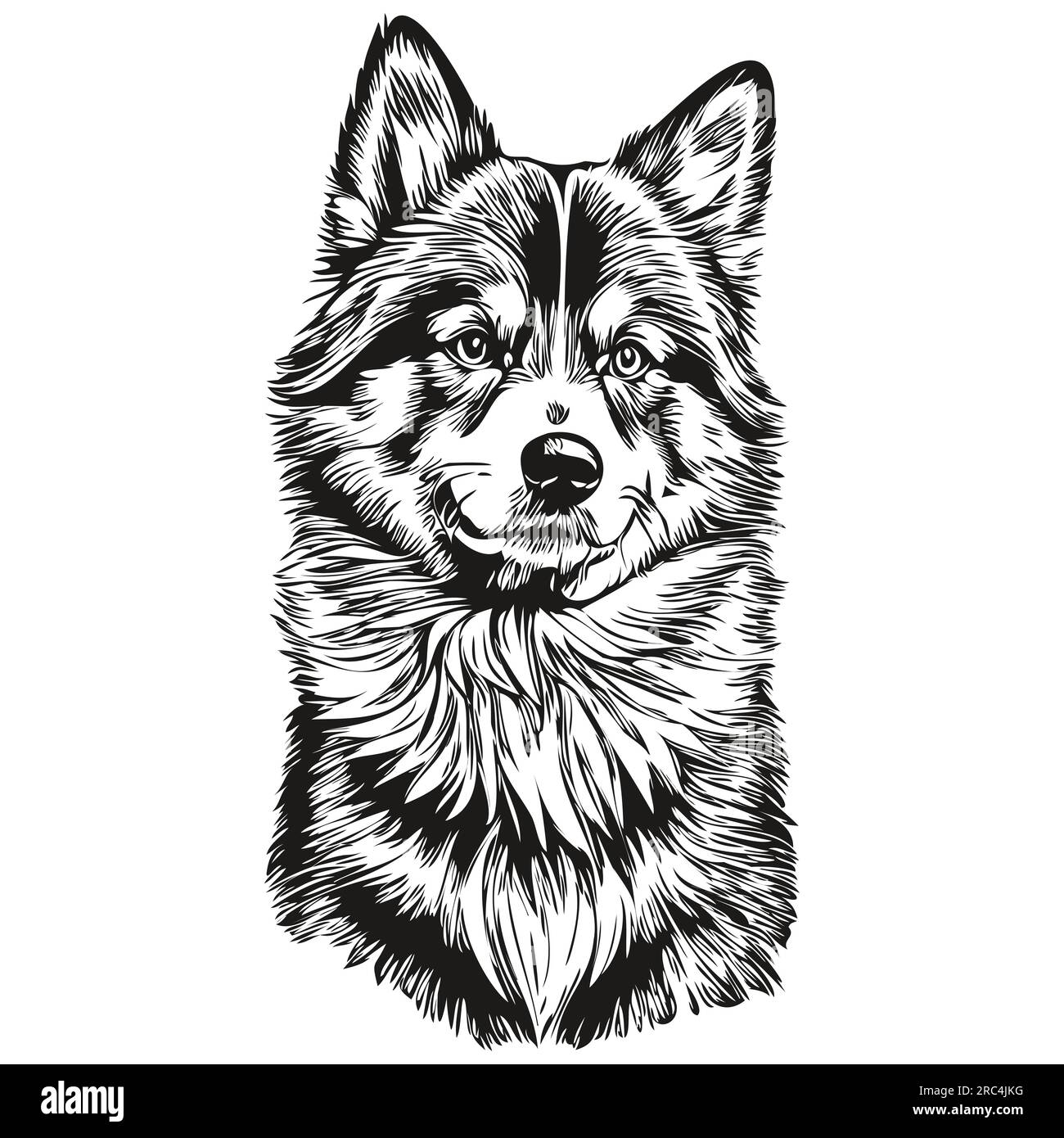 Portrait de chien finlandais Lappund dans le vecteur, dessin à la main animal pour tatouage ou illustration d'impression tshirt Illustration de Vecteur