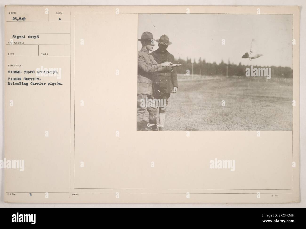 Soldats libérant des pigeons voyageurs dans le cadre de la section des pigeons, en utilisant l'appareil du signal corps. Les pigeons ont été utilisés pendant la première Guerre mondiale pour transmettre des messages importants sur de longues distances. Cette photographie est numérotée 25 549 dans la collection signal corps. Banque D'Images