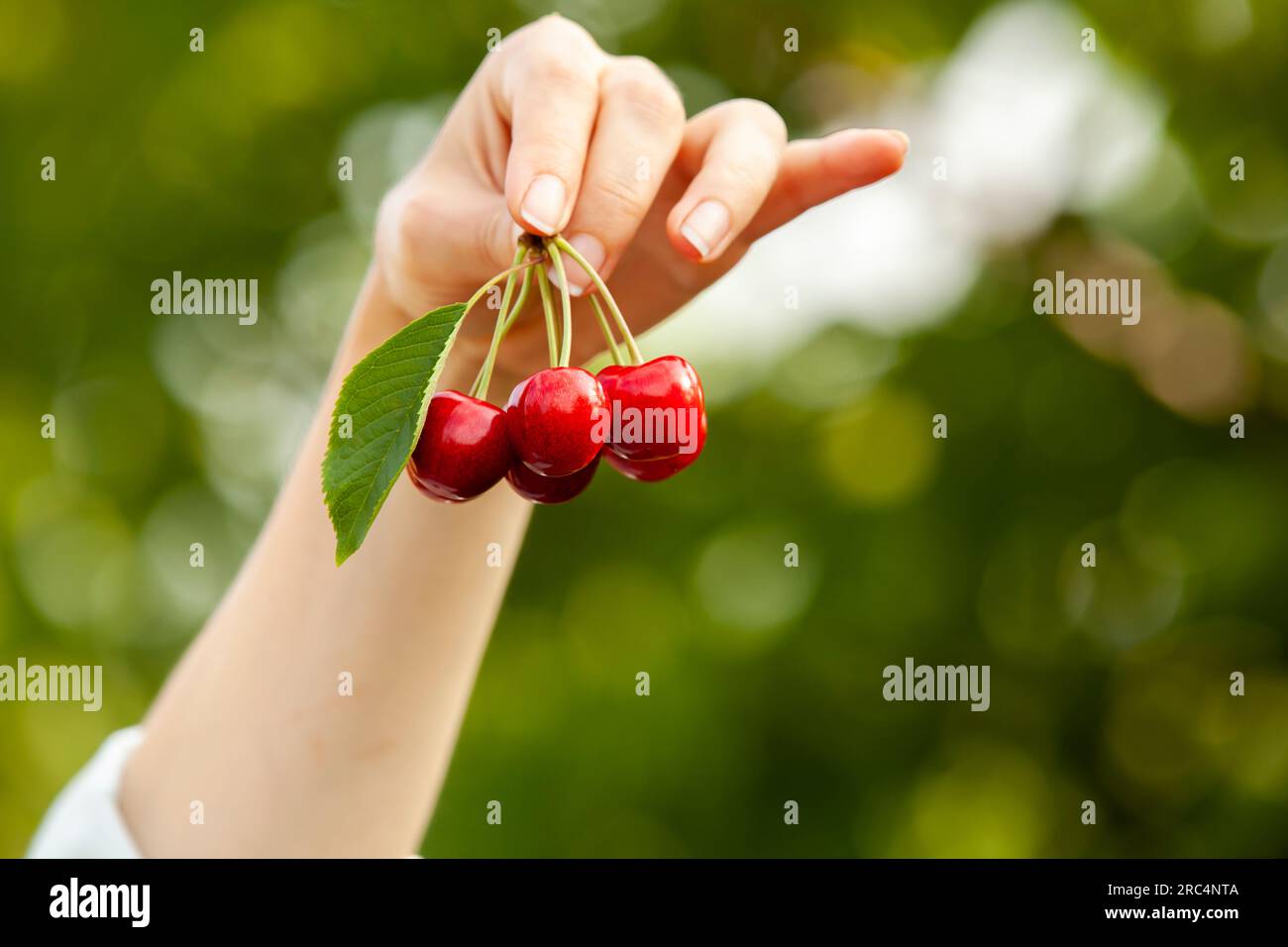 La main d'une femme tient une cerise fraîchement ripée dans le jardin. Le concept d'agriculture ou de récolte avec espace de copie. Banque D'Images