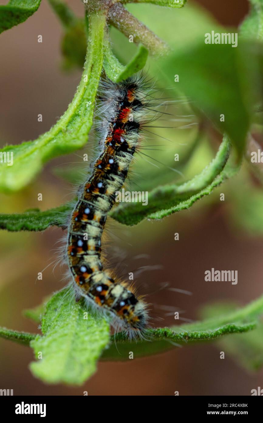 D'en haut de l'insecte chenille se nourrissant sur une feuille verte ronflée avec une longue tige dans la lumière du soleil sur fond de nature floue pendant la journée Banque D'Images