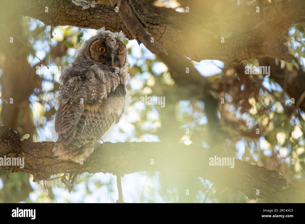 Concentrez le hibou assis sur la branche et regardant la caméra au coucher du soleil Banque D'Images