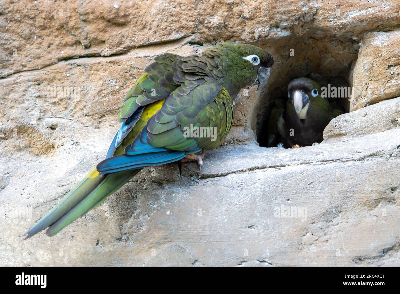 Les perroquets nichent dans un trou dans un rocher Banque D'Images