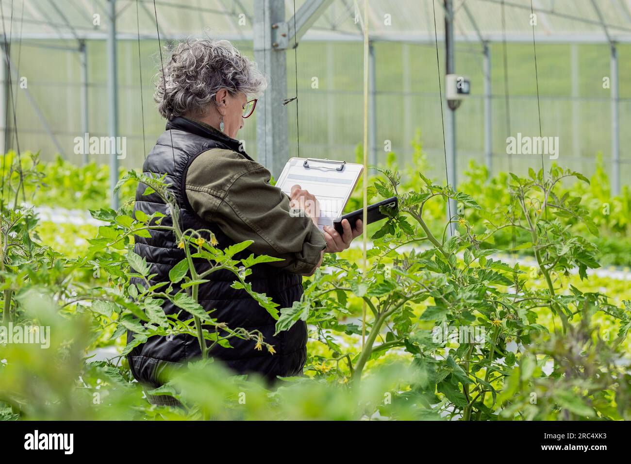 Vue latérale de jardinier mature concentré dans des vêtements décontractés et des lunettes prenant des notes sur le presse-papiers tout en examinant les plantes vertes dans la serre Banque D'Images