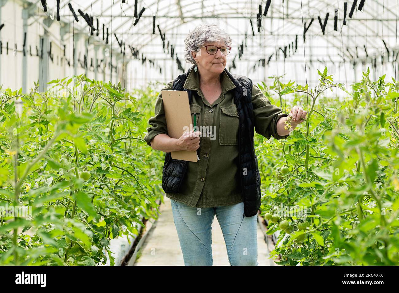 Fermière âgée concentrée avec les cheveux gris dans des vêtements décontractés et des lunettes touchant les plantes vertes tout en examinant la serre dans la campagne Banque D'Images