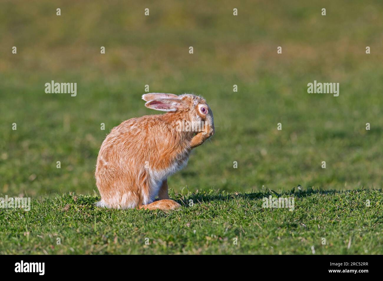 Lièvre brun européen (Lepus europaeus) couleur blonde morphe préening fourrure blonde dans le champ / prairie au printemps Banque D'Images