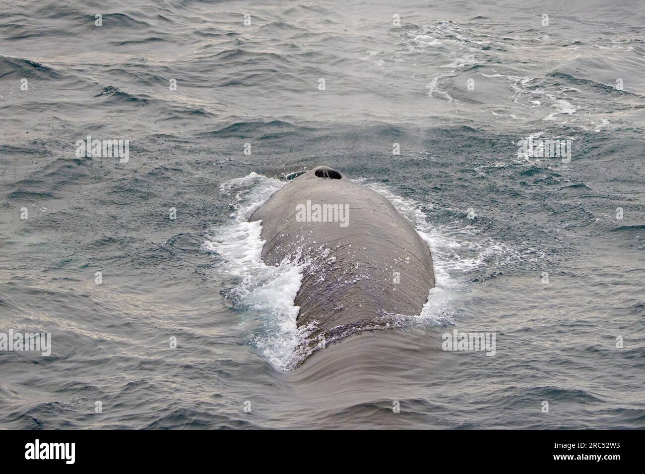 Baleine nageoire / rorqual commun (Balaenoptera physalus) faisant surface pour respirer et montrant des flous en été, Svalbard / Spitzberg Banque D'Images