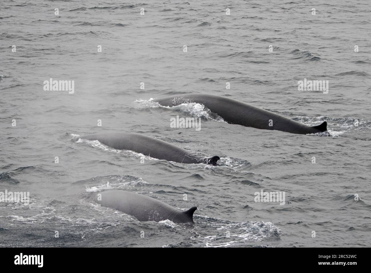 Trois rorquals communs (Balaenoptera physalus) font surface dans l'océan Arctique en été, Svalbard / Spitzberg Banque D'Images