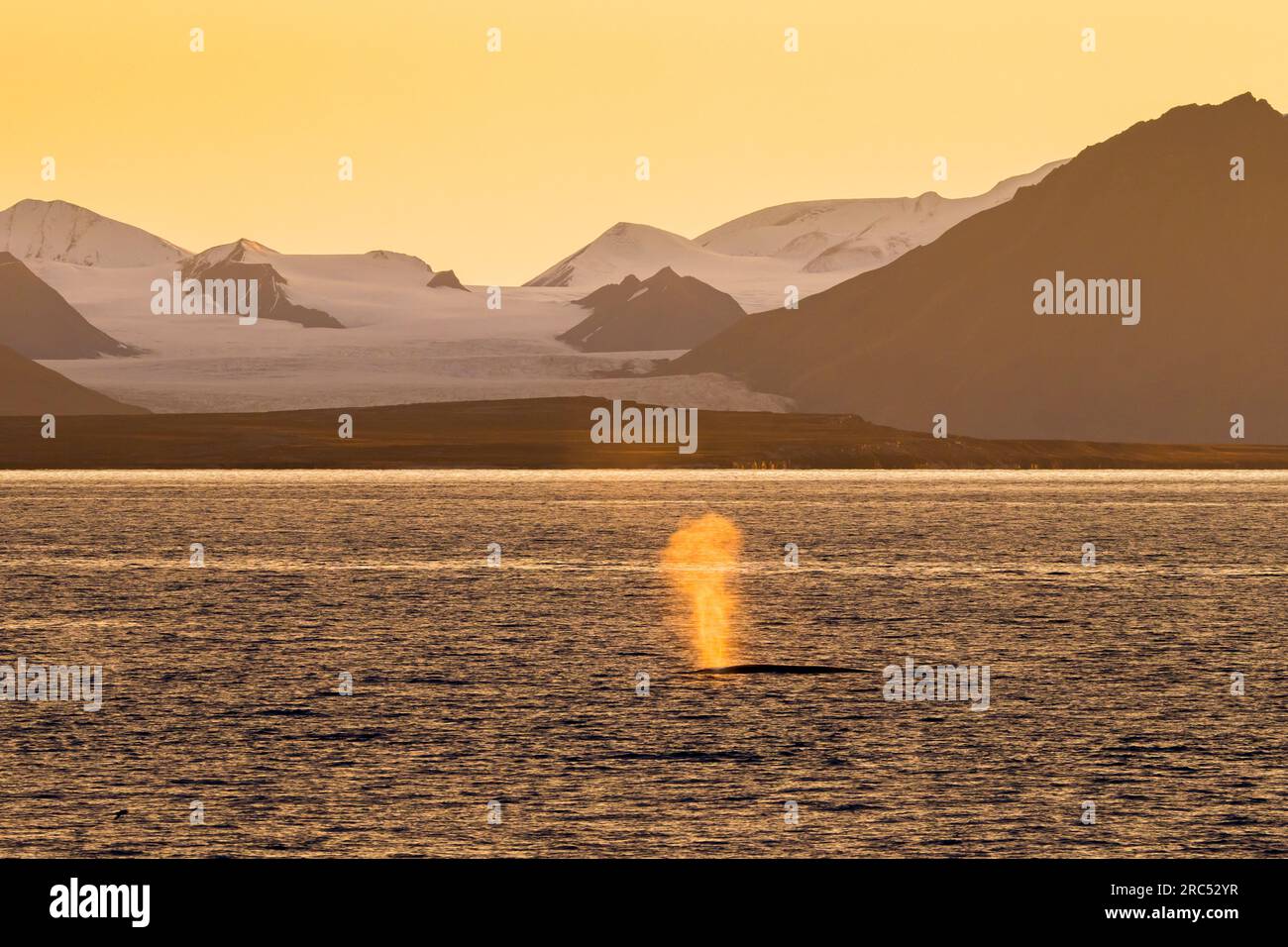 Rorqual commun (Balaenoptera physalus) faisant surface pour respirer le long de la côte du Svalbard au coucher du soleil en été, Spitzberg Banque D'Images