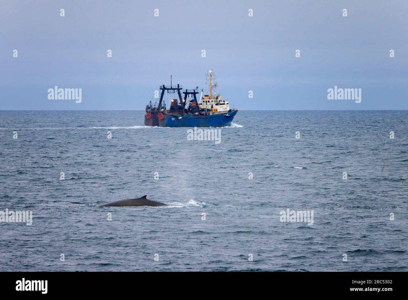 Rorqual commun (Balaenoptera physalus), rorqual commun (Balaenoptera physalus) faisant surface et présentant une nageoire dorsale devant un bateau de pêche, Svalbard / Spitzberg Banque D'Images