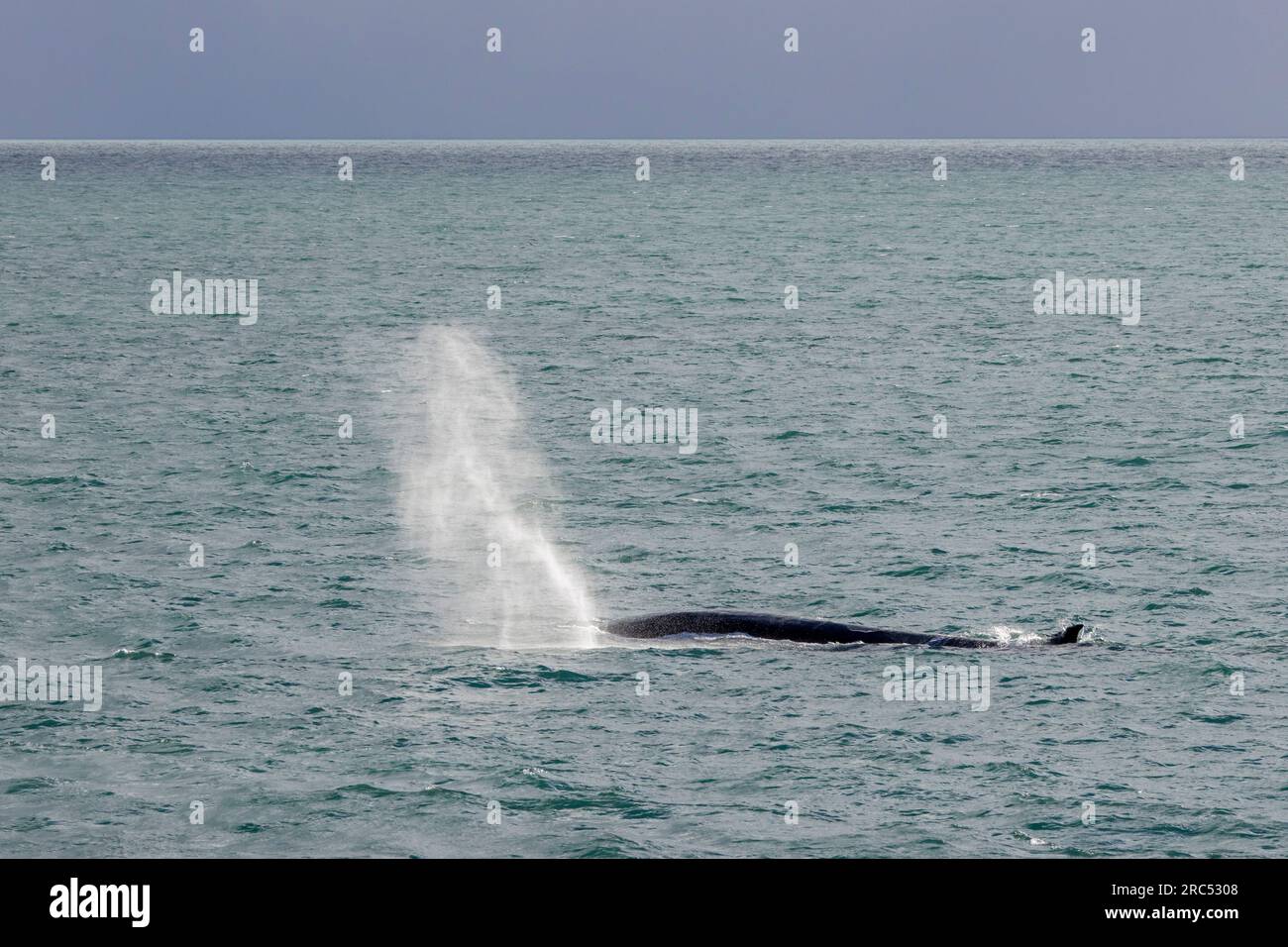 Rorqual commun (Balaenoptera physalus) surface et souffle / jaillissement en été, Svalbard / Spitzberg Banque D'Images