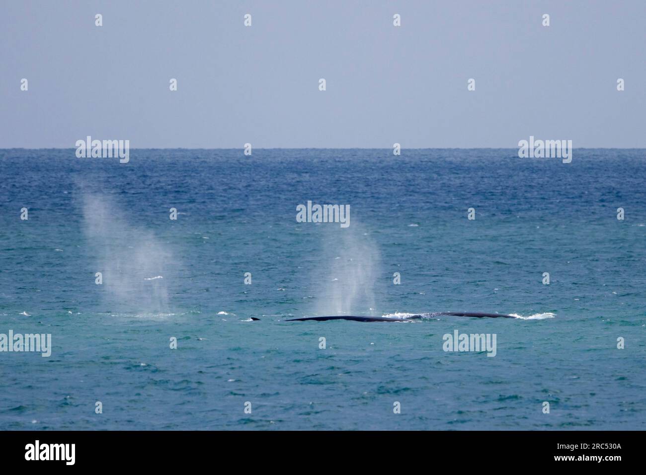Groupe de rorquals communs (Balaenoptera physalus), baleine nageante / baleine à ailette en été, Svalbard / Spitzberg Banque D'Images