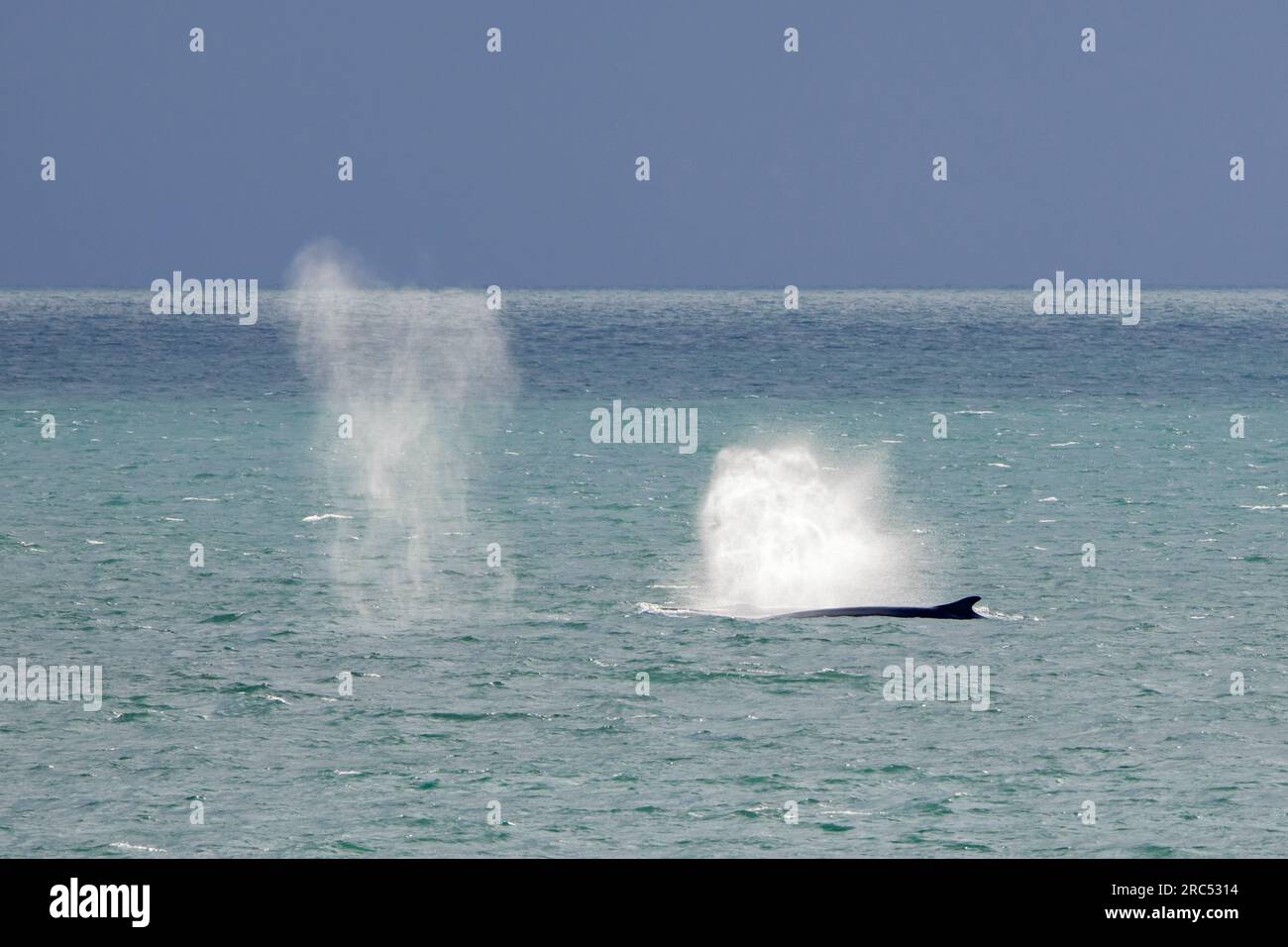 Deux rorquals communs / paire de rorquals communs (Balaenoptera physalus) en surface et soufflant / jaillissant en été, Svalbard / Spitzberg Banque D'Images
