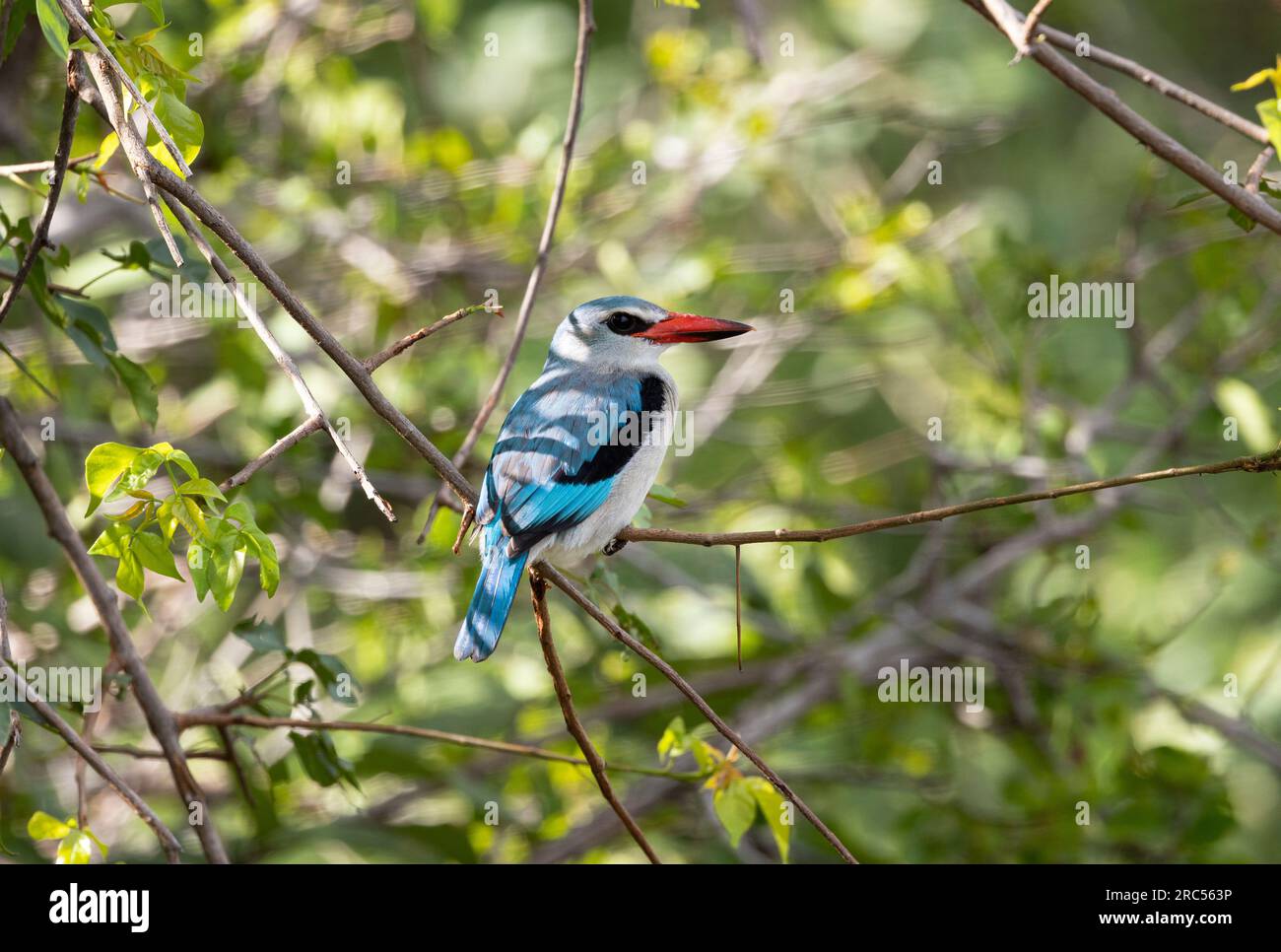 L'appel distinctif du Woodland Kingfisher est un signe avant-coureur de la saison des pluies. Ce sont des migrants interafricains et un oiseau des habitats riverains. Banque D'Images