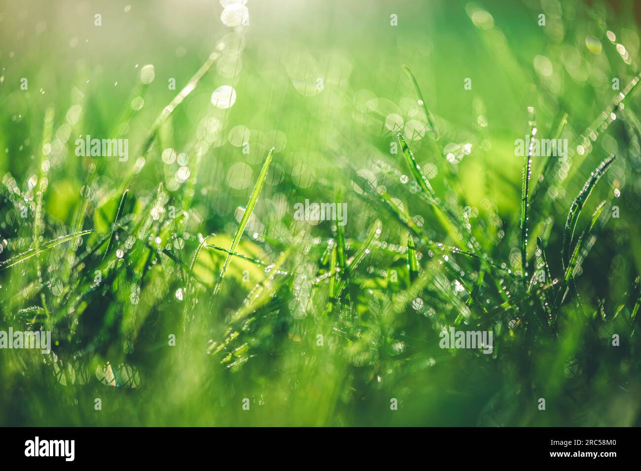 Herbe avec gouttes de pluie. Arrosage de la pelouse. Pluie. Fond d'herbe flouté avec gouttes d'eau gros plan. Nature. Concept d'environnement. Banque D'Images